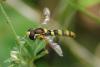 Sphaerophoria scripta